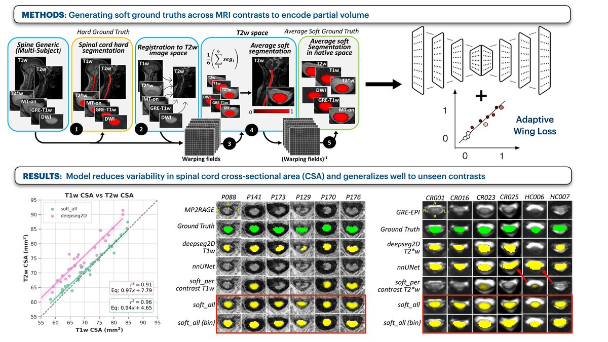 Julien Cohen-Adad (@jcohenadad) on Twitter photo What's the problem with most medical image segmentation methods? (i) They produce binary outputs and (ii) They are sensitive to MRI contrast. Solution? Check out this new study from Sandrine Bédard <a href="/naga_karthik7/">Naga Karthik</a> with <a href="/DrKenWeber/">Ken Weber, DC, PhD</a> @ThINk_Basel et al.
👉 arxiv.org/pdf/2310.15402… What's the problem with most medical image segmentation methods? (i) They produce binary outputs and (ii) They are sensitive to MRI contrast. Solution? Check out this new study from Sandrine Bédard <a href="/naga_karthik7/">Naga Karthik</a> with <a href="/DrKenWeber/">Ken Weber, DC, PhD</a> @ThINk_Basel et al.
👉 arxiv.org/pdf/2310.15402…