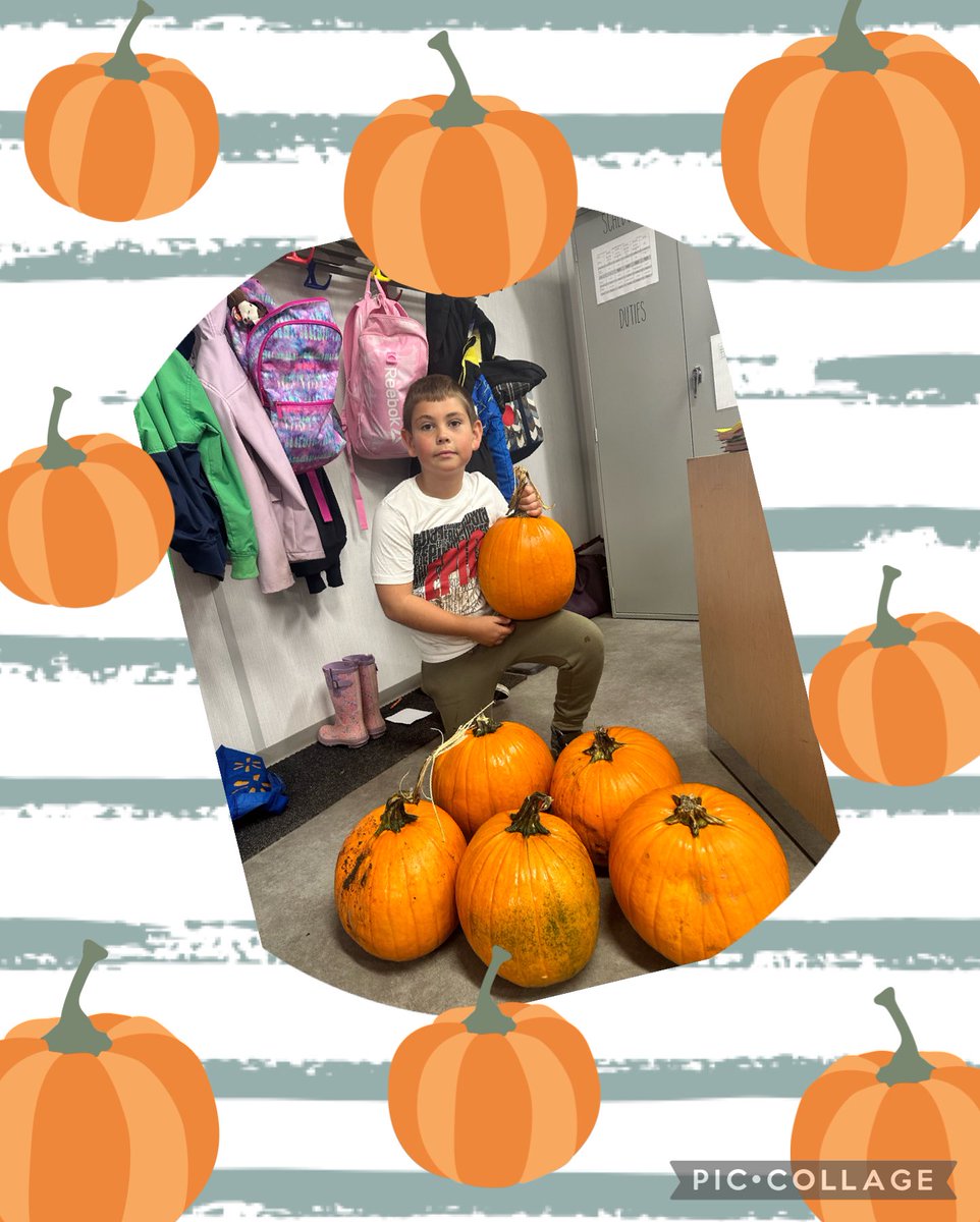 MissBowes19's tweet photo. A HUGE shout out to this friend’s dad- he donated all of these pumpkins so that all students in my class had one to decorate!  🎃👻 @StMartinOCSB https://t.co/DS2j0ISVqG