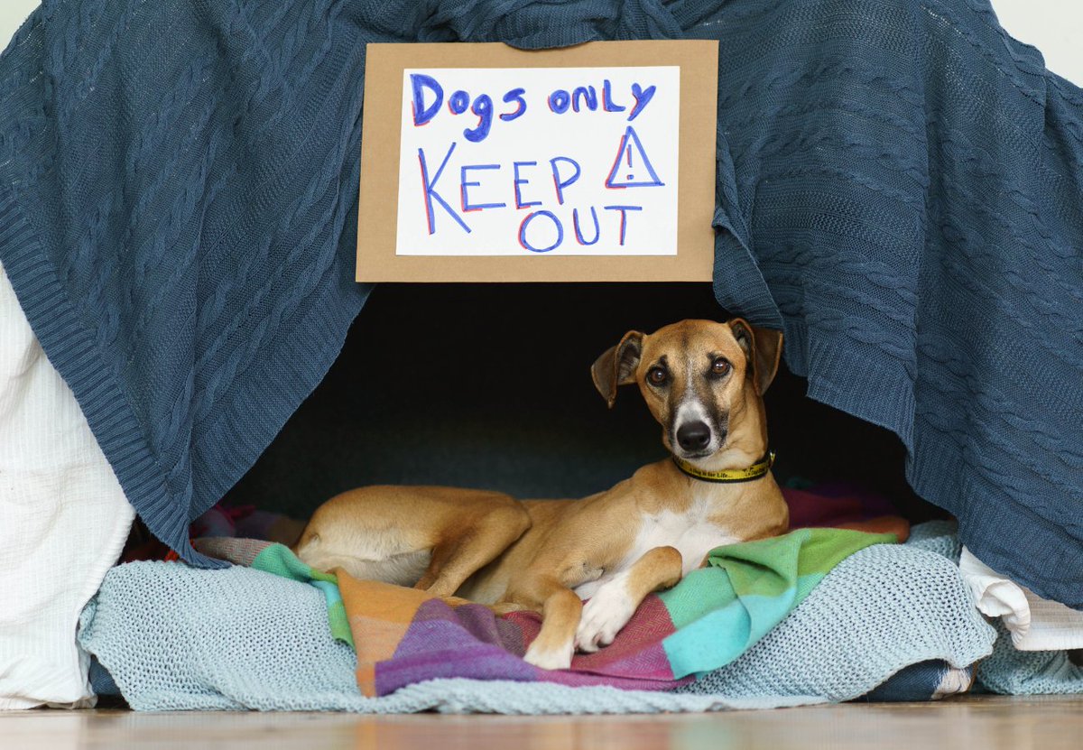 DogsTrust_IE's tweet photo. Looking for a fun activity ahead of #Halloween? Why not build your dog a #DoggieDen!
This gives them with a safe & comforting place to relax if they have #FireworkFear. Adding lots of blankets may also help to block some of the noise & light too.
More on https://t.co/2aWSVkZznW https://t.co/cWEnLyHIm7