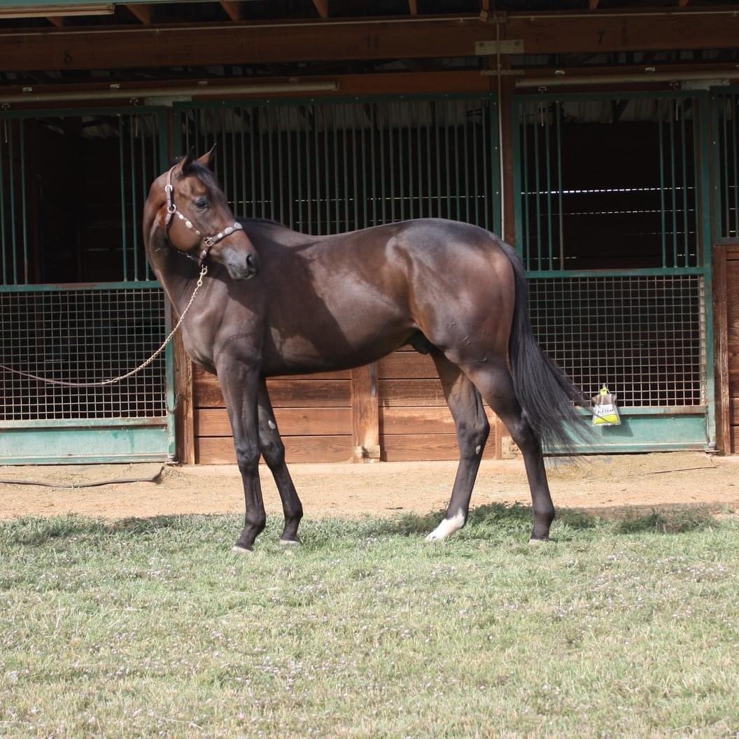 RememberMeOTTB's tweet photo. Meet Go Go Mesa, a stunning 2year old by Sky Mesa. He is rehabbing an injury here, receiving #Magnawave #PEMF treatments and hand walking. He will be reevaluated in December and hopefully available for adoption early in 2024 https://t.co/UHPQU7caWN