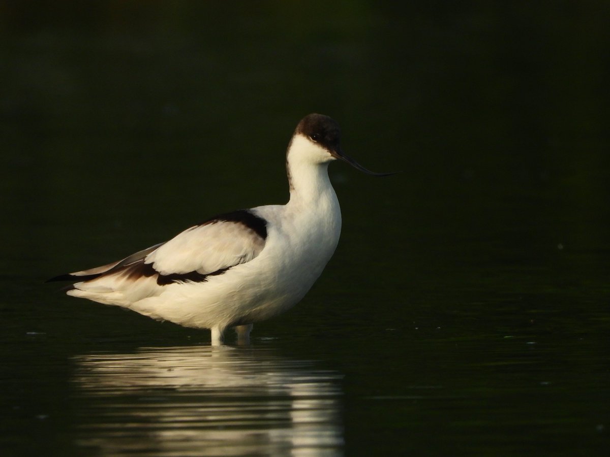 'BLACK AND WHITE'
PIED AVOCET
Shivdaspura Jaipur Rajasthan
25102023
#indian
#habitat #pied #avocet #blackandwhite
#vanakriti
#natgeo 
#naturephotography 
#nature_of_our_world 
#nationalgeographic_ #nature_perfection 
#netgeotravelindia 
#nationalgeography