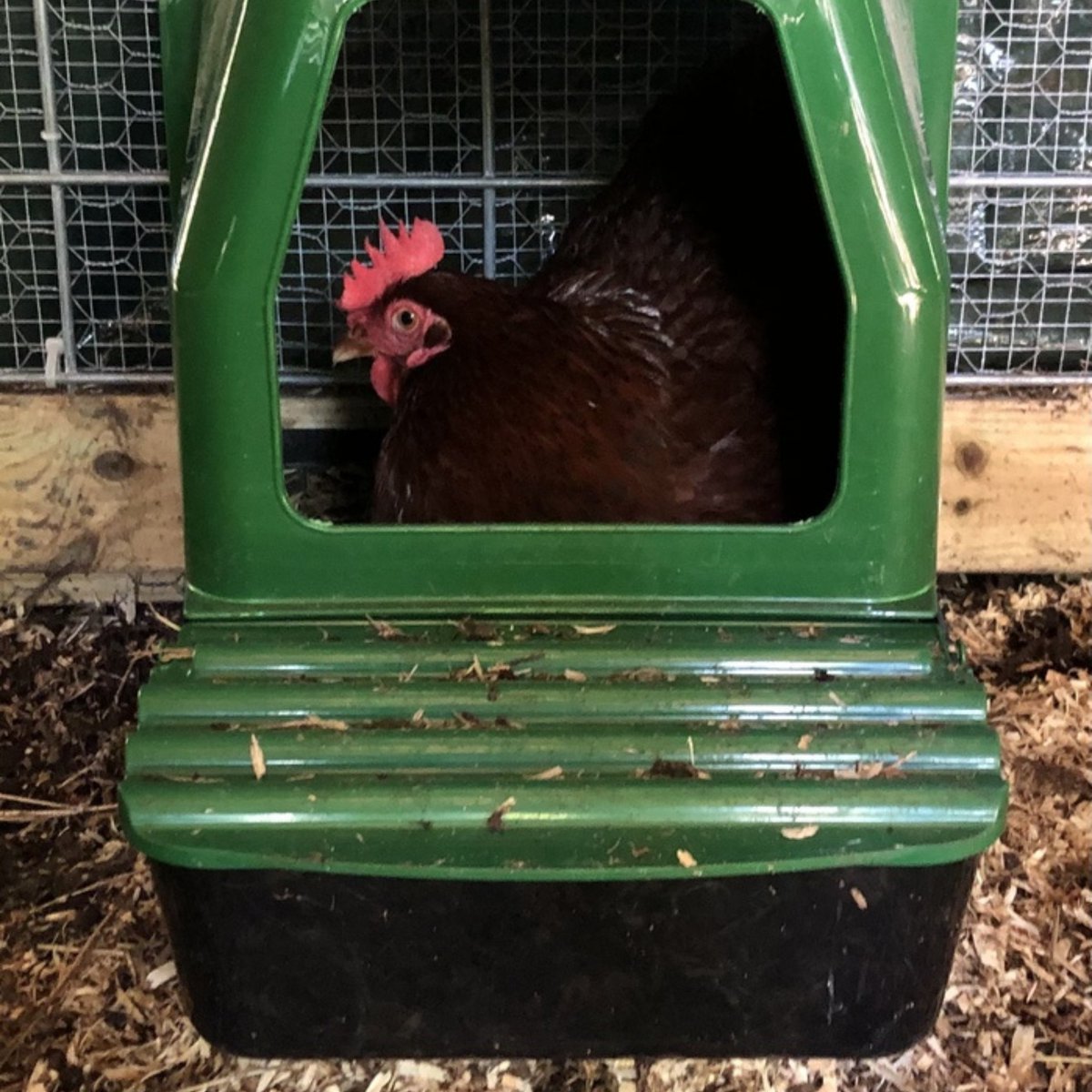 HatchingTime's tweet image. 🐔 Did you know? Chickens can be quite particular about their nesting boxes! Providing them with the perfect nesting boxes can lead to happier hens and more abundant egg production! 🌟

#HatchingTime #ChickenNestingBoxes #FunFact