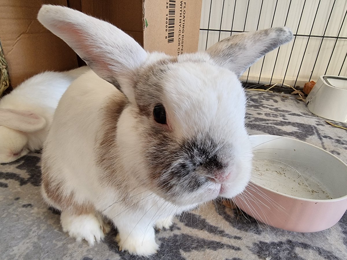 moatybuns's tweet photo. Isa's ears: 🤘 https://t.co/DjV6qGXygU