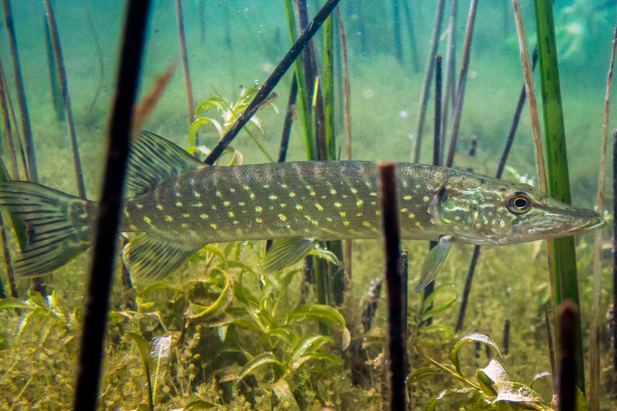 New job opportunity! Interested in the role of climate variability and no-take zones for coastal benthic ecosystems? Apply for a #PhD in research project FORCE (Facilitating Ocean Recovery in a Changing climatE) led by <a href="/Dr_Oakleaf/">Johan Eklöf</a>. bit.ly/3tNdbvS #PhDjob