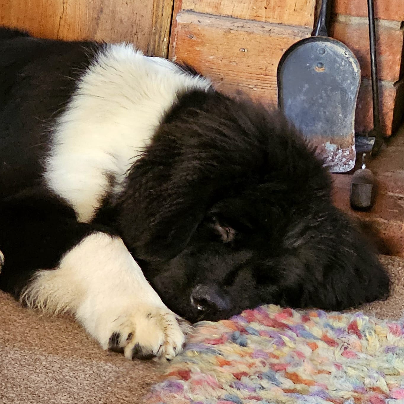 Landseer newfie cheap
