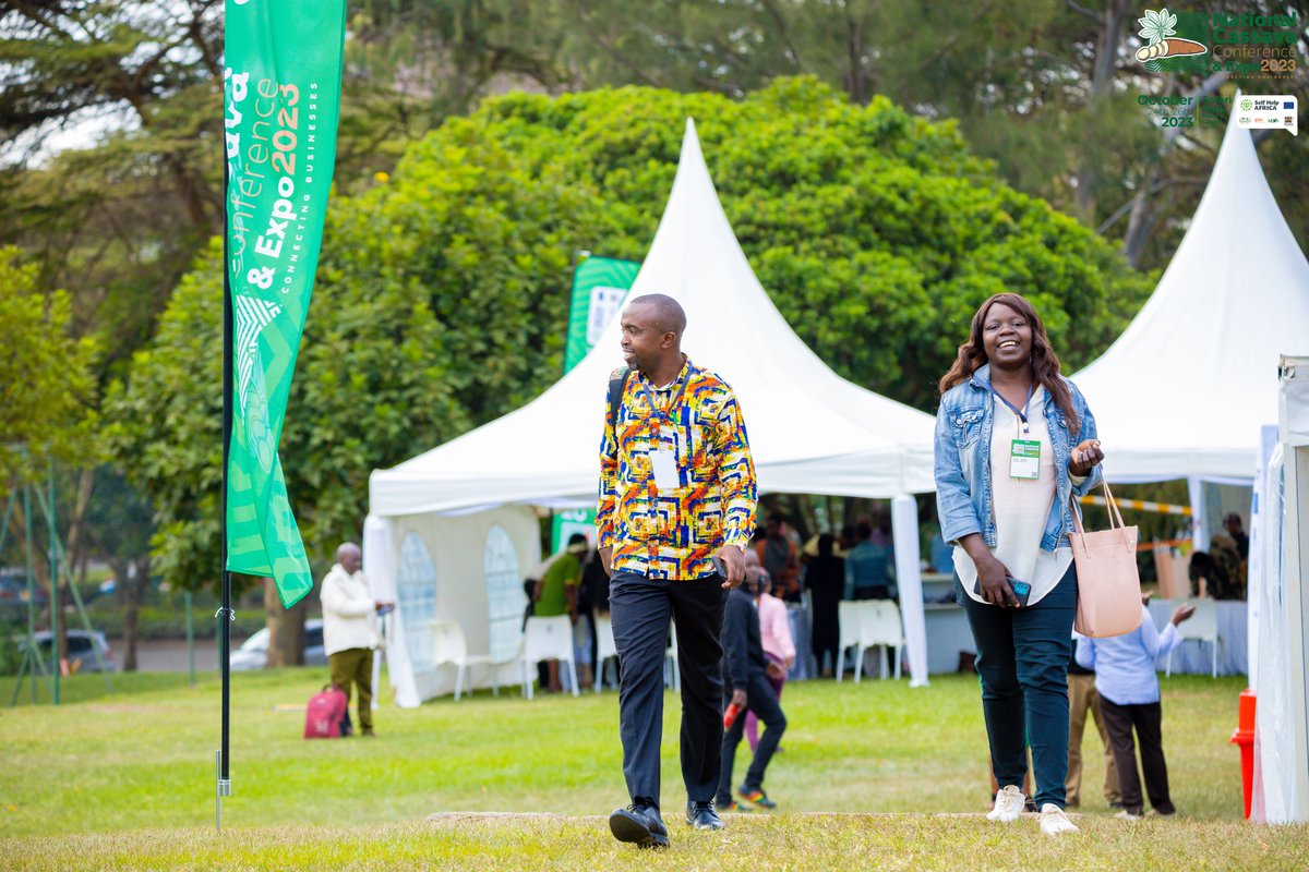 NationalCassava's tweet photo. Cassava isn't just food; it's a cash crop that supports families and communities.
It's remarkable how this root plays a vital role in rural economies.
Watch us here: https://t.co/MCFEYzSCPZ 

#CassavaCon #CassavaExpo2023 #CassavaIndustry #Kenya #FoodSecurity #EconomicDevelopment https://t.co/Wbl3iSIMcT
