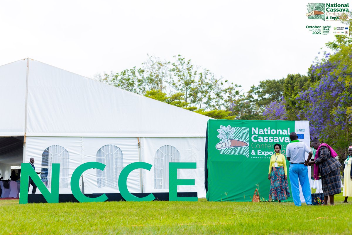 NationalCassava's tweet photo. Cassava is an economic lifeline.
Its contribution to local economies and global trade is impressive. Let's celebrate the financial impact of cassava! 
Watch us here: https://t.co/MCFEYzSCPZ 

#CassavaCon #CassavaExpo2023  #CassavaIndustry #Kenya #Agriculture #EconomicDevelopment https://t.co/Is0GgKJMDj
