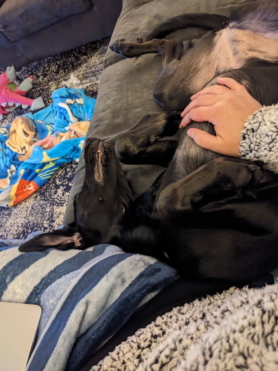 Oscoey's tweet image. I had the house to myself for a few hours last night. My helpers insisted I sit on the couch for snuggles and that my assignment was belly rubs. They took turns but Luna is always the most persistent!

#dogslife #fallquarter #accounting