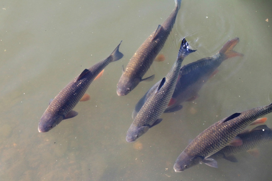 invasivecarpca's tweet photo. In shallow waters or when swimming close to the surface, Grass Carp can be easily identified if you know what features to look for. 

Click here to learn more about Grass Carp identification and how to report suspected sightings: https://t.co/OLydZYy7gc https://t.co/ZOBTOqVoko