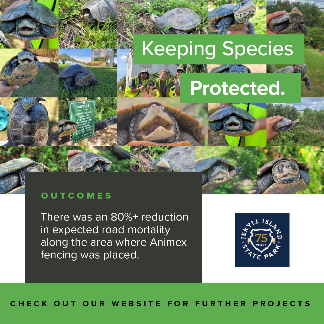 Working in association with Jekyll Island Authority's Sea Turtle Center, Animex installed custom wildlife fencing to protect diamondback terrapins🐢

Result? Over 80% less road mortality!🐢💚 

#SaveTheTerrapins #TurtleConservation #ReducingRoadkill #KeepingSpeciesProtected