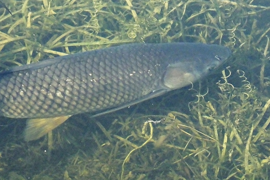 invasivecarpca's tweet photo. In shallow waters or when swimming close to the surface, Grass Carp can be easily identified if you know what features to look for. 

Click here to learn more about Grass Carp identification and how to report suspected sightings: https://t.co/OLydZYy7gc https://t.co/ZOBTOqVoko