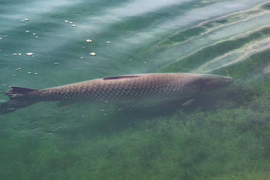 invasivecarpca's tweet photo. In shallow waters or when swimming close to the surface, Grass Carp can be easily identified if you know what features to look for. 

Click here to learn more about Grass Carp identification and how to report suspected sightings: https://t.co/OLydZYy7gc https://t.co/ZOBTOqVoko