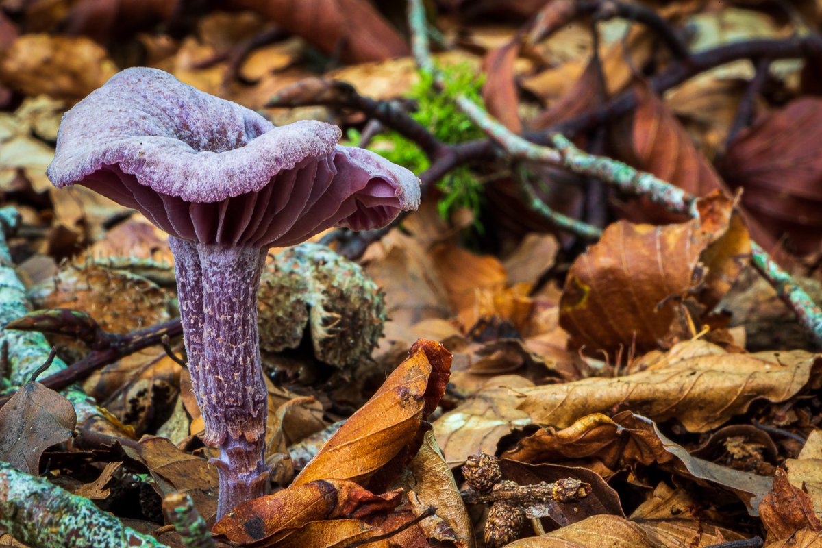 psharman's tweet photo. @8outof10bats Here's some of the more unusual ones I've found locally here around the Inverness area. #8outof10bats
Chicken of the woods, Dyers mazegill, Chanterelle, and Amethyst deceiver https://t.co/7gMQcuoh2e