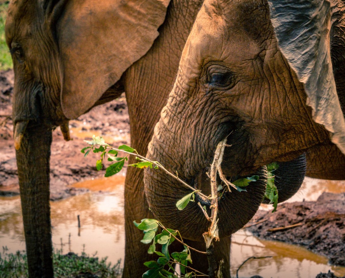 2 #Elephants #grazing near #waterhole , #Kenya. . . . #ElephantGrazing #ElephantPortrait #AfricanElephants #WildElephants #MasaiMara #AfricanHerbivore #KenyaWildlife #KenyaTrip #AfricaWildlife #AfricanSavannah #WildlifeHabitat #WildlifePhotography #EnglishLearning #AnimalThen