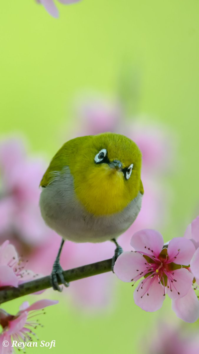 Indian White eye 

Srinagar Kashmir

March 2023

<a href="/MehboobaMufti/">Mehbooba Mufti</a> 
<a href="/ghulamnazad/">Ghulam Nabi Azad</a> 
<a href="/FarooqAbdullah_/">Dr Farooq Abdullah</a> 
<a href="/OmarAbdullah/">Omar Abdullah</a> 
<a href="/RahulGandhi/">Rahul Gandhi</a> 
<a href="/SaddamNabiAzad/">Saddam Azad</a>