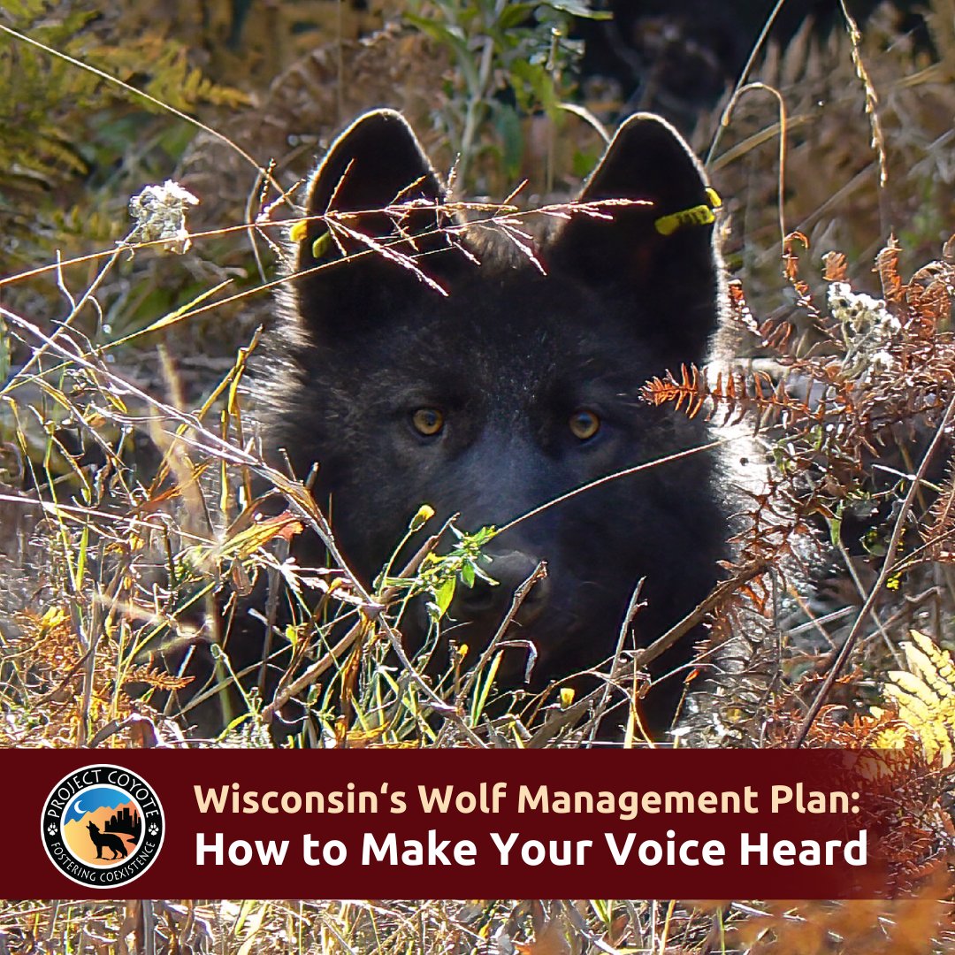 ProjectCoyote's tweet photo. 🐺 In case you missed it, you can still catch the recording of 'Wisconsin's Wolf Management Plan: Make Your Voice Heard' in time to make a difference. Watch now: https://t.co/wVCdI0Thpp

#WolfWednesday #Wolves #Wisconsin #WisconsinWildlife

📷 ODFW https://t.co/FLVzbafULb