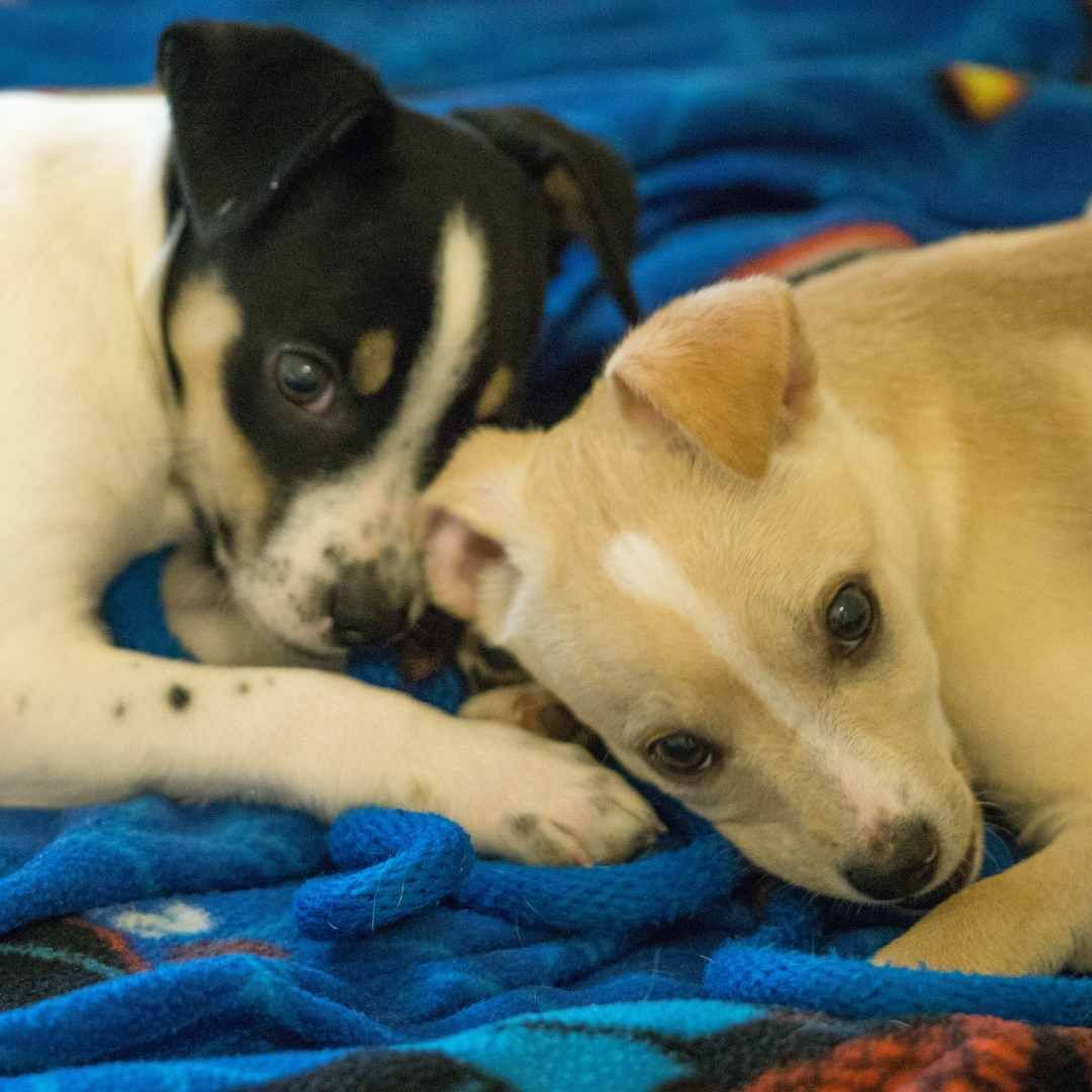 cthumane's tweet photo. Today is your last chance to sign up for part one of the "Pet Hazards and Toxins" webinar series. The first session is about household hazards tonight at 7pm. Can't make the live talk? Sign up to receive access to the recording. Registration is free: https://t.co/IJYmLMFFWN https://t.co/2Etq8pHyNf
