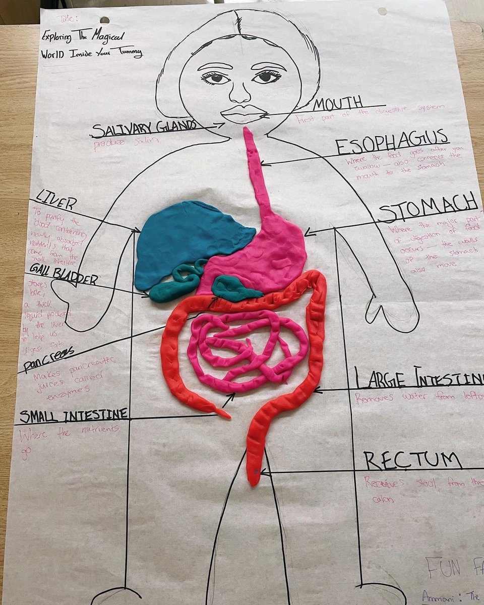 msakaysclass's tweet photo. After learning about digestion yesterday in HFA, students created their own models of the digestive system today! Really impressed with these, great work wildcats! https://t.co/ELNBh7NrRx