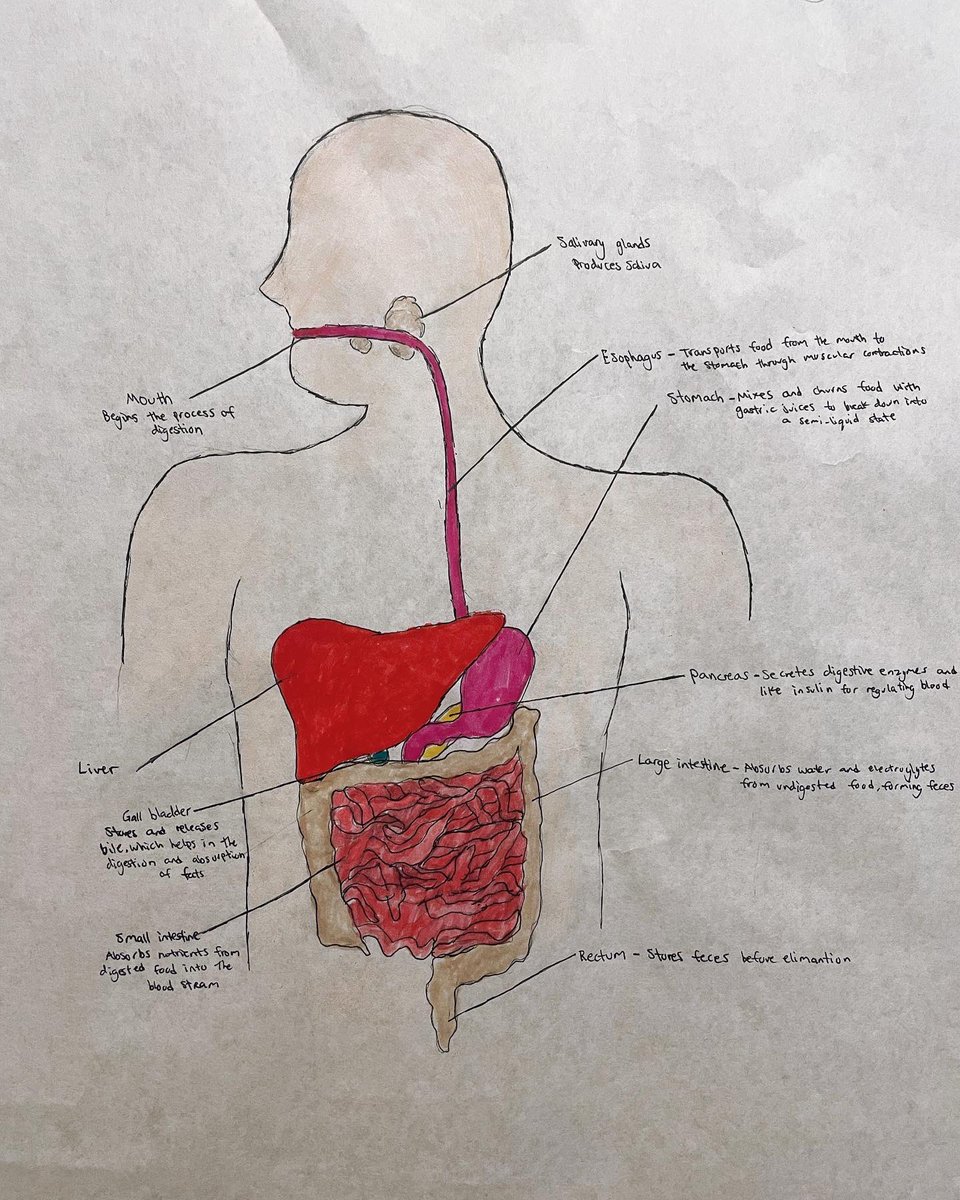 After learning about digestion yesterday in HFA, students created their own models of the digestive system today! Really impressed with these, great work wildcats!