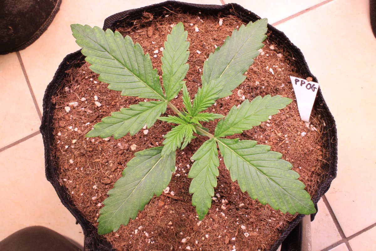 JohnnyBlazeGrow's tweet photo. Purple Punch OG XL Auto from @sweetseeds_es at day 9 growing nicely under the EVO 5-150 from @SANlightLED that I'm testing out and she's being fed @cannaboomslbruj nutrients!

#SANlight #SANlightLED #SANgrown #SANlightEVO #SANlightEVOseries #cannaboomsl #sweetseeds https://t.co/JP7HJuTrqm