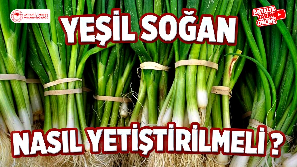 Kıymetli Çiftçilerimiz

#Yeşilsoğan Yetiştiriciliği hakkında gerekli tüm bilgilere #ücretsiz sunduğumuz eğitimlerimize👇linkten ulaşabilirsiniz👇
youtube.com/watch?v=MPko1k…

#NasılYetiştirmeli? 

#GelecekTarımda #TarımAntalyada

<a href="/ibrahimyumakli/">İbrahim Yumaklı</a>
<a href="/FratErkal/">Fırat Erkal</a>