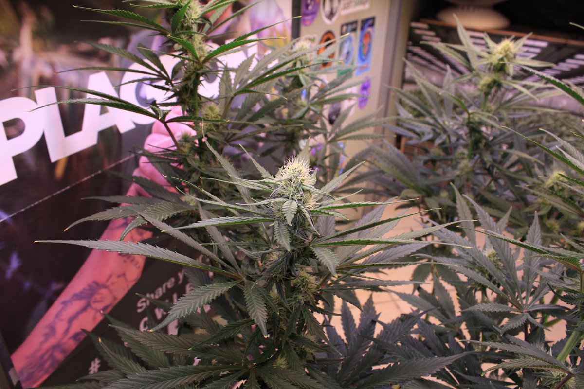 JohnnyBlazeGrow's tweet photo. Tropicanna Poison XL Auto from @sweetseeds_es  at day 42 growing nicely under the EVO 5-150 from @SANlightLED that I'm testing out and she's being fed Plagron nutrients!

#SANlight #SANlightLED #SANgrown #SANlightEVO #SANlightEVOseries #plagron #sweetseeds #TropicannaPoison https://t.co/s5DP9RYxLI