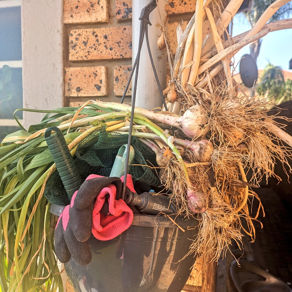 vukosi's tweet photo. Finally a goodish Garlic harvest. Winter Harvesting under way. #GardenHacker #FoodHacker https://t.co/mBdAkXWWYW