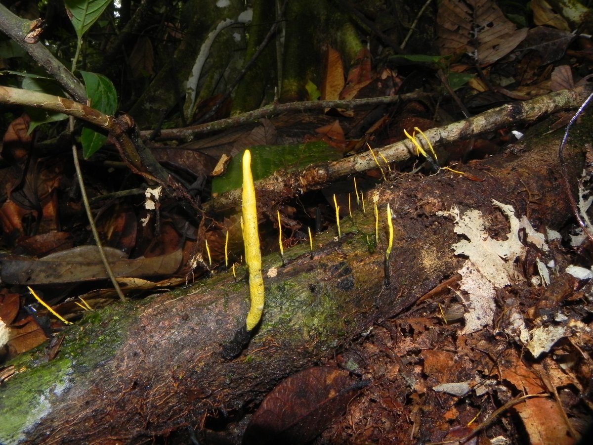 A new paper just out and a very important one for me in a special issue honoring Prof. Jack Rogers legacy (WSU mycologist). Reporting extraordinary diversity of Xylaria in the Ecuadorean Amazon-these soft rot fungi are IMPORTANT decomposers in rainforests link.springer.com/article/10.118…