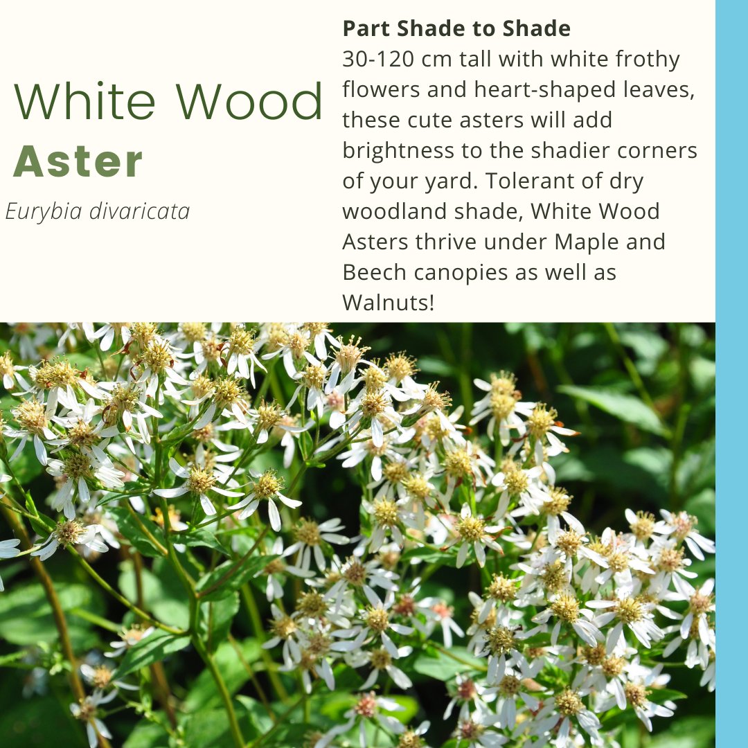 MLivingOutside's tweet photo. Sun exposure: Part Shade to Shade 
Bloom: Aug- Oct 
Height: 30-120 cm
Zone: 3-8
Native range:  ON, QC
Native Habitat:  Woodland
*
#WhiteWoodAster #EurybiaDivaricata #Asters 
#NativePlants #HomeGrownNationalPark #MaryLivingOutside #LifeIsBetterOutside https://t.co/lgYMs5yJJH