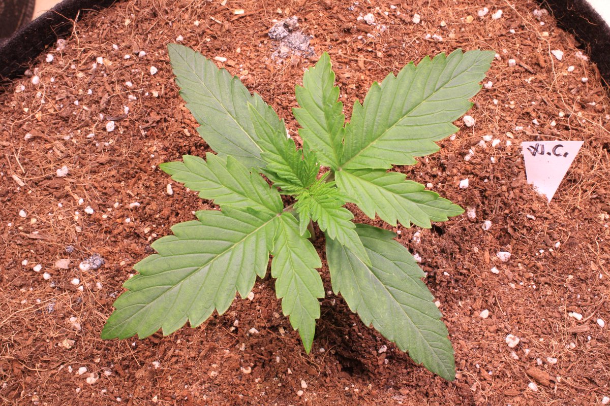 JohnnyBlazeGrow's tweet photo. Wedding Cake Automatic from @royalqueenseeds at day 9 growing nicely under the EVO 5-150 from @SANlightLED that I'm testing out and she's being fed @cannaboomslbruj nutrients!

#SANlight #SANlightLED #SANgrown #SANlightEVO #SANlightEVOseries #cannaboom #Cannaboom #royalqueenseeds https://t.co/4XNuwzfsqg