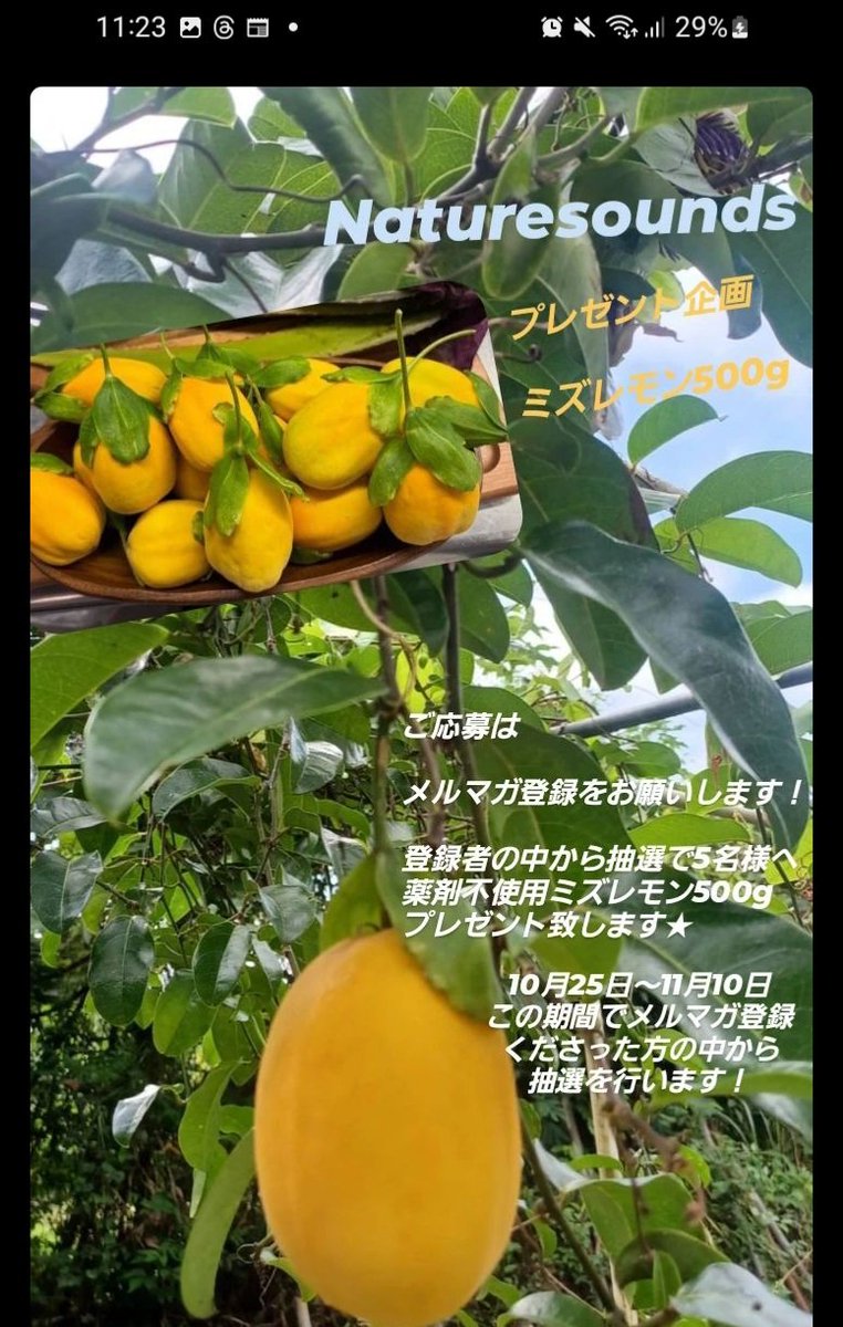 Naturesounds🌿 プレゼント企画
沖縄県産薬剤不使用
ミズレモン500g
メルマガ登録者の中から
抽選で5名様へ！

メルマガ登録はコチラから🍋
home.tsuku2.jp/merumaga_regis…