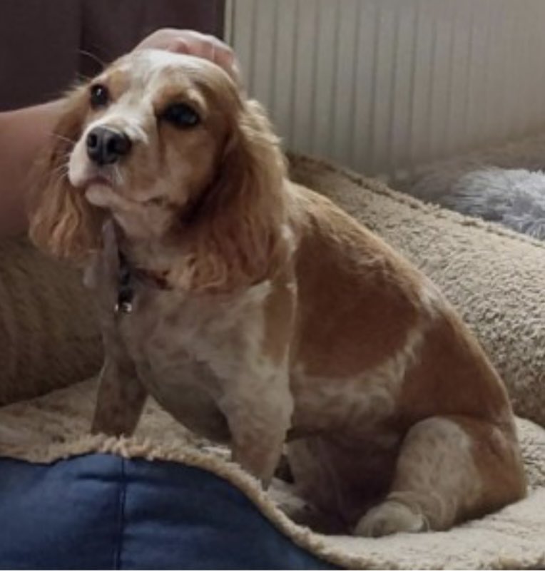 rosieDoc2's tweet photo. #SpanielHour
SIGHTINGS NEEDED FOR LOLA - A VERY SCARED EX #puppyfarm DOG
She could be hiding near you…terrified
HAVE YOU SEEN HER?
#Winkworth #Ascot and surrounding areas? #RG12 missing #SwinleyForest
https://t.co/RLrO48UDdK
@WinkworthNT @AscotUnitedFC @swinley_forest https://t.co/eCi5EtwTVW
