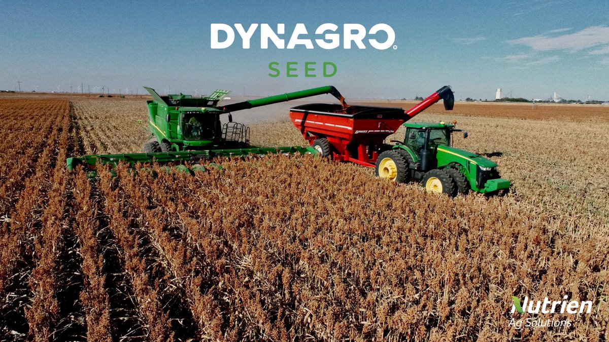 Milo Harvest in the #TxPanhandle @DynaGroSeed M63GB78