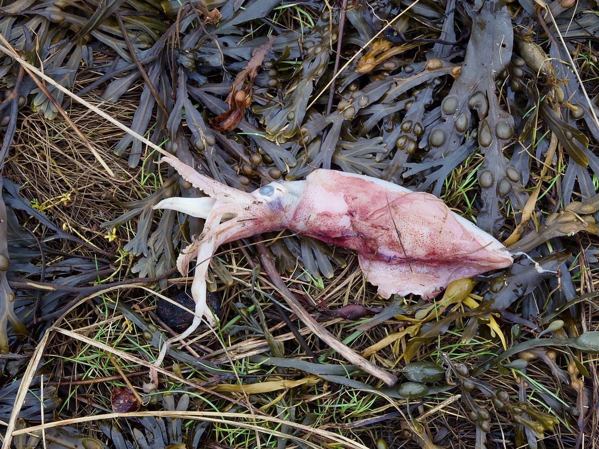 tweedtotyne's tweet photo. I don't often see squid washed ashore on the North #Northumberland coast, especially when they finish up in Annstead Burn so far back from the sea. The weird aftermath of storm Babet is still playing out. https://t.co/SKlBV7Xy9P