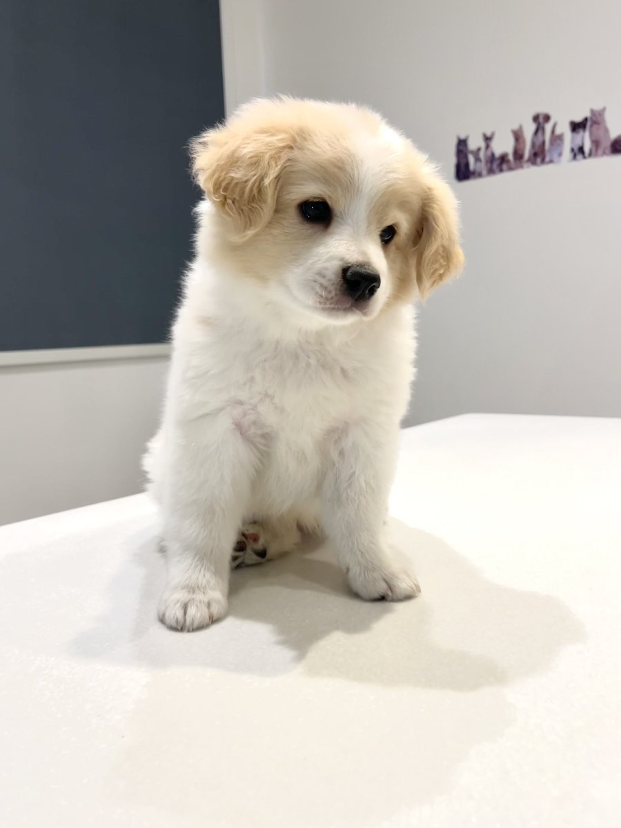RiyadhShelter's tweet photo. البعض من المتاح للتبني . 🐾 الرجاء مراجعة الشروط 🤍. Some of the babies that are available for adoption 🤍
نسعد بزيارتكم في فرعنا بقرطبة يوم السبت من الساعة ٦ مساء وحتى الساعة ٩ مساء🐾 https://t.co/W7cKq0igFD
