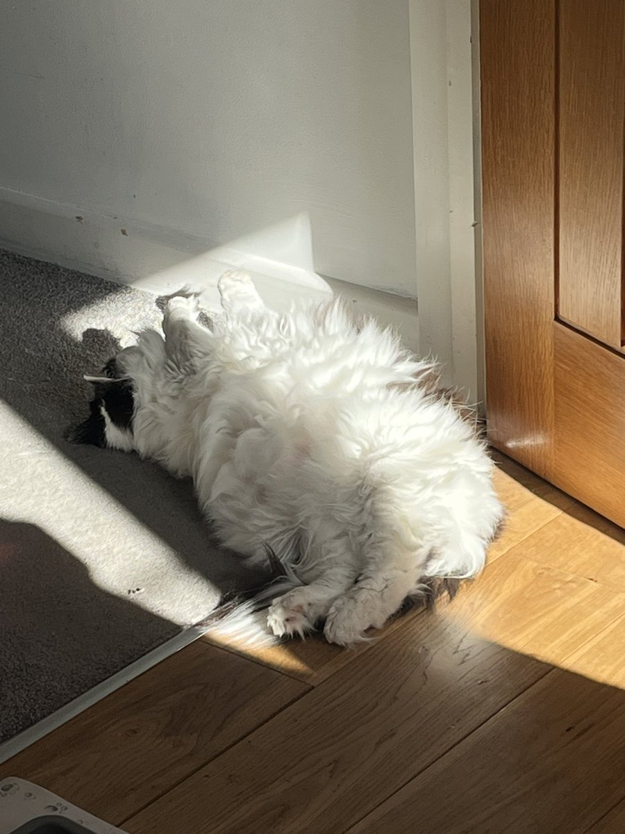 Fanny Abramczuk tweet media