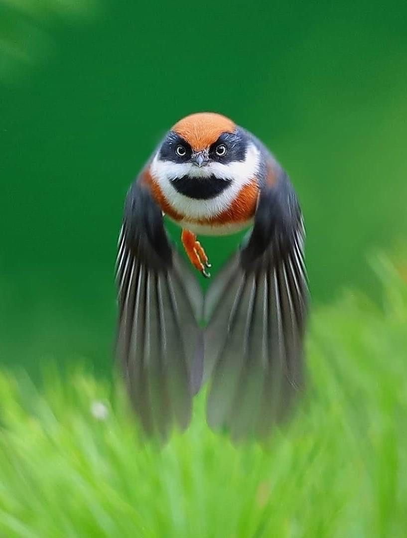 Wow! Splendid bird photo!
#photos #photography #birds #fly photooftheday