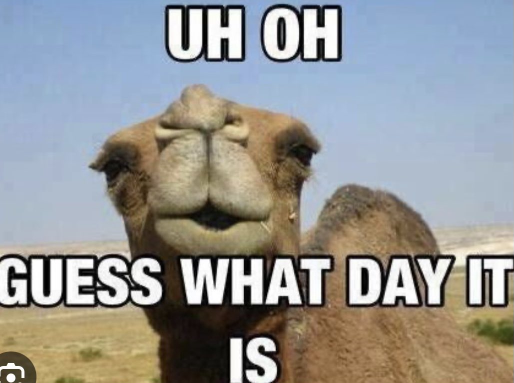 Happy Wednesday 😀🐫
Hard decision 🌮 or 🍕 😋