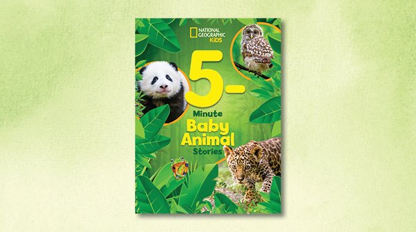 Baby owls, called owlets, are born with their eyes closed. They can't see until they open them several days later. Read about more baby animals in this heartwarming collection of true stories. amzn.to/45Kt6Iw #BabyOwls #owls #owlets #raptors #babyowls #babyanimals