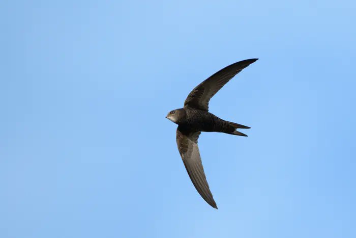 Preston Society of Birdwatching (@prestonnature) on Twitter photo 🆕 Monday 30th October
Swifts, Swallows and Martins by Louise Bentley
19:30 at St Marys Church, Penwortham PR1 0AH £3 on the door or £25 membership for all this seasons talks and walks
<a href="/bandbswifts/">Bolton & Bury Swifts</a> 🆕 Monday 30th October
Swifts, Swallows and Martins by Louise Bentley
19:30 at St Marys Church, Penwortham PR1 0AH £3 on the door or £25 membership for all this seasons talks and walks
<a href="/bandbswifts/">Bolton & Bury Swifts</a>