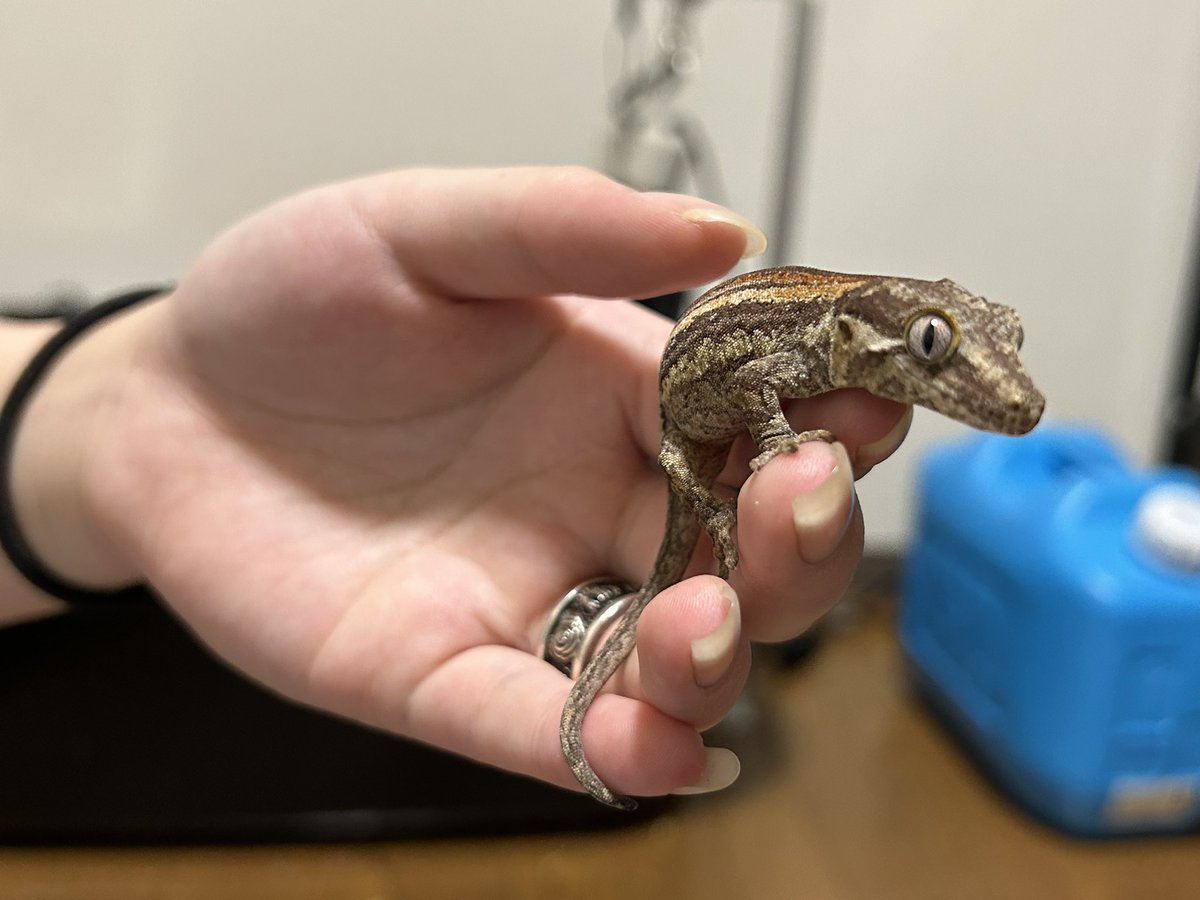 今月はもうお迎えしないって決めてたのにー
ガゴすき