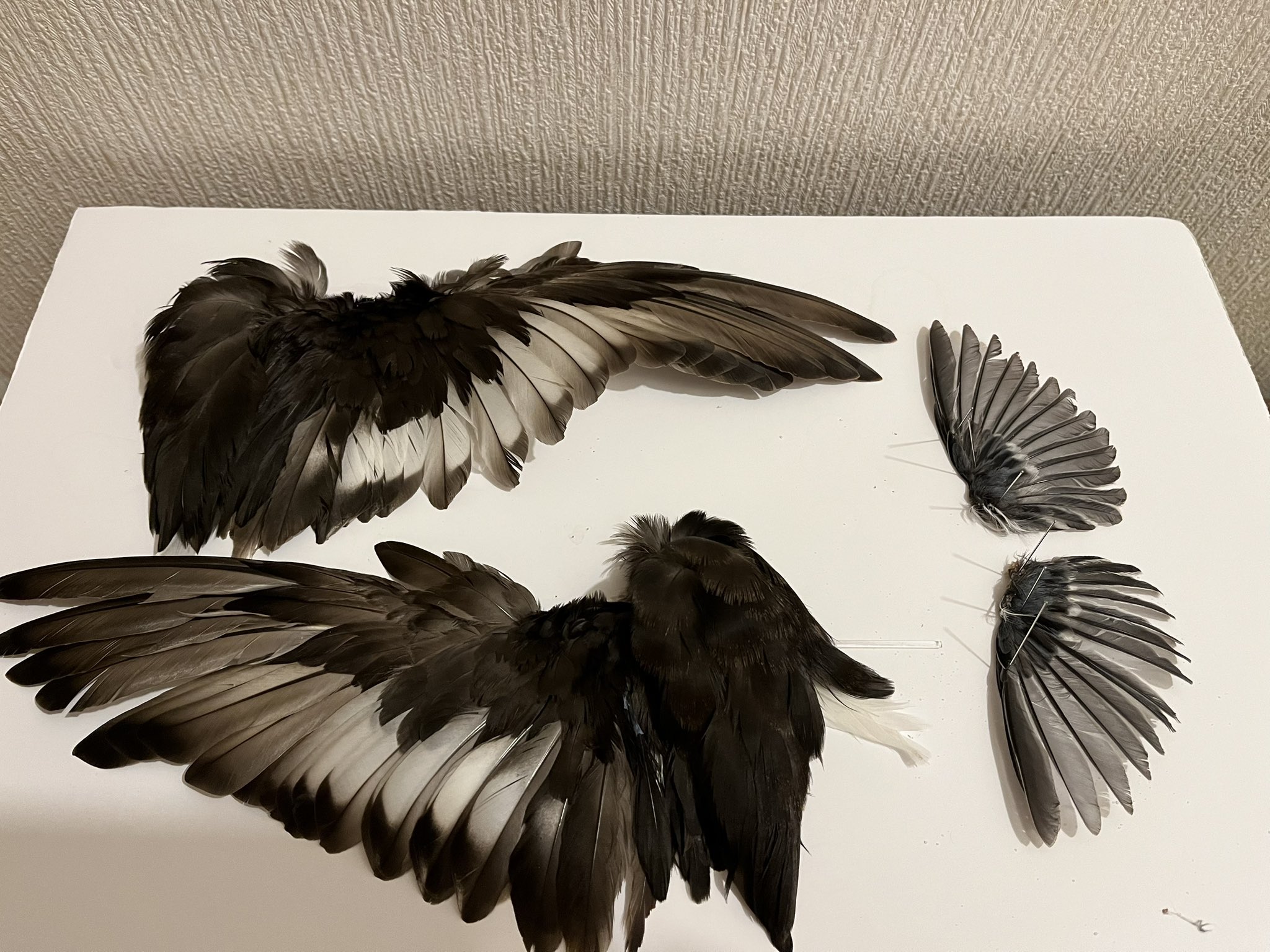ダイサギの翼標本と尾標本 ダイサギの翼標本と尾標本