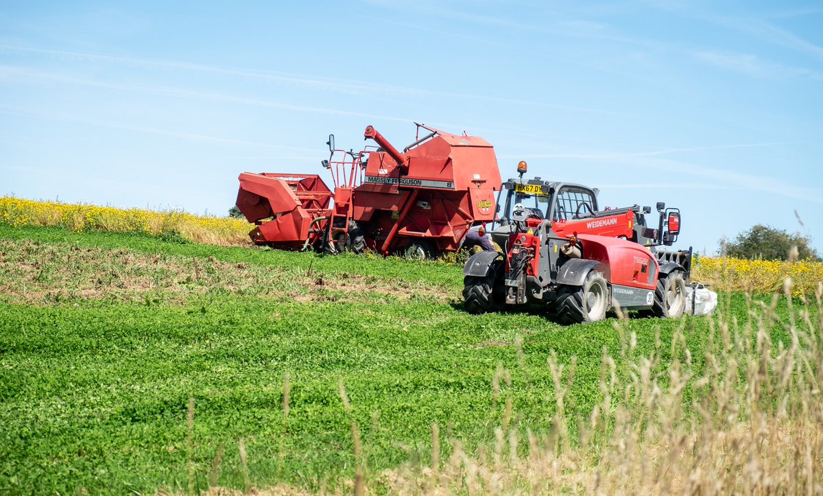 Beautiful shots of harvesting Corn Marigold at Bright Seeds HQ in the sun a few weeks ago. 😎🌱😎🌱☀️☀️