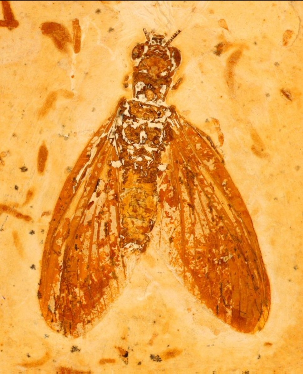 Enjoyable day at <a href="/HarperAdamsUni/">Harper Adams University</a> teaching #Mecoptera, #Neuropterida, and #FossilInsects to an excellent group of @EntoMasters MSc students. Great to catch up with <a href="/simonsegar/">Simon Segar</a> again.