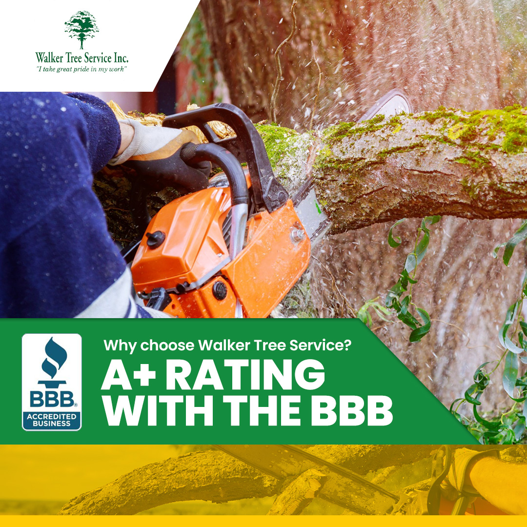 TreeWalker's tweet image. The BBB A+ rating is the highest rating the BBB bestows upon businesses and represents our unwavering commitment to providing top-tier tree care solutions.
#LocalBusiness #NorthoftheRiver #ExperiencedTreeService #TreePruning