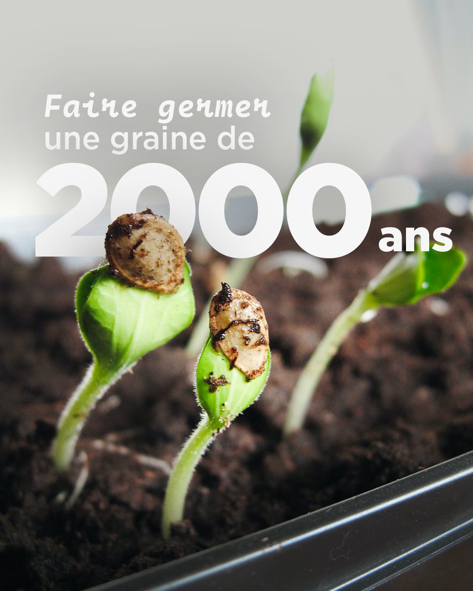 Des noyaux de #palmiers dattiers vieux de 2000 ans ont été retrouvés lors de fouilles dans le désert de Judée, en Israël. 🌴 Des chercheurs ont réussi à redonner vie à ces espèces disparues en les faisant germer. Ces #graines constituent un remarquable modèle pour étudier la