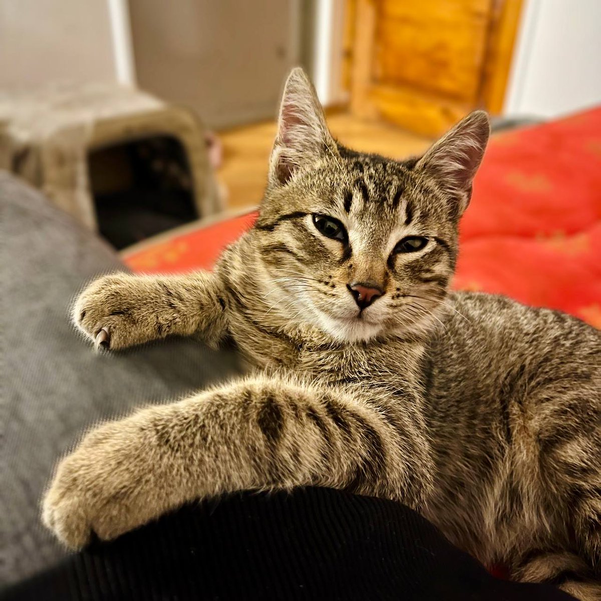 protivorechie's tweet photo. Лот №1. Северорусский кот Шанежка, который чуть не начал Третью мировую войну.

Качества: полосатый, дурацкий, мягонький.

Возраст: 3 месяца
Пушистость: 7/10
Кусабилити: 8/10
Сила мурча: 10/10
База: Тбилиси, доставка по всему миру.

Не работает, не платит за аренду, ест за двоих.

Заберите его.

#бюрокотов