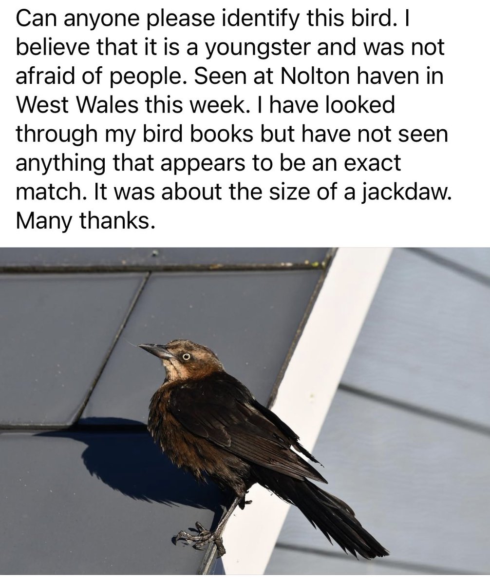 Dan Martin tweet media