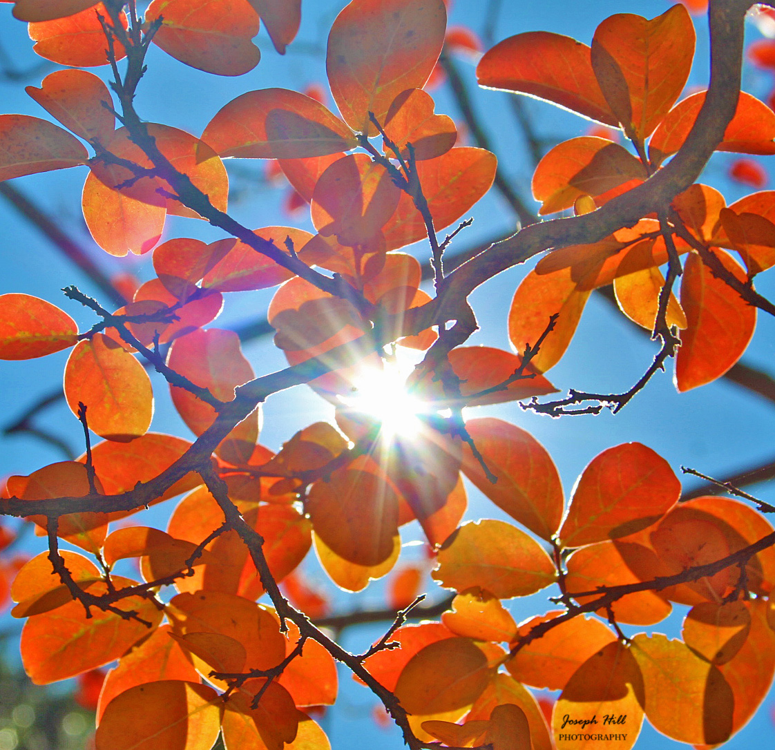 JosephHill3794's tweet photo. Autumn Sunlight☀️🍁
Photo By: Joseph Hill🙂📸☀️🍁
#Sunlight #autumnsunlight #Autumn #autumntree #trees #leaves #autumnleaves #autumncolors #colorful #beautiful #peaceful #nature #daylight #autumnvibes #autumnphotography #SouthernPinesNC #October https://t.co/0iClCuavnP