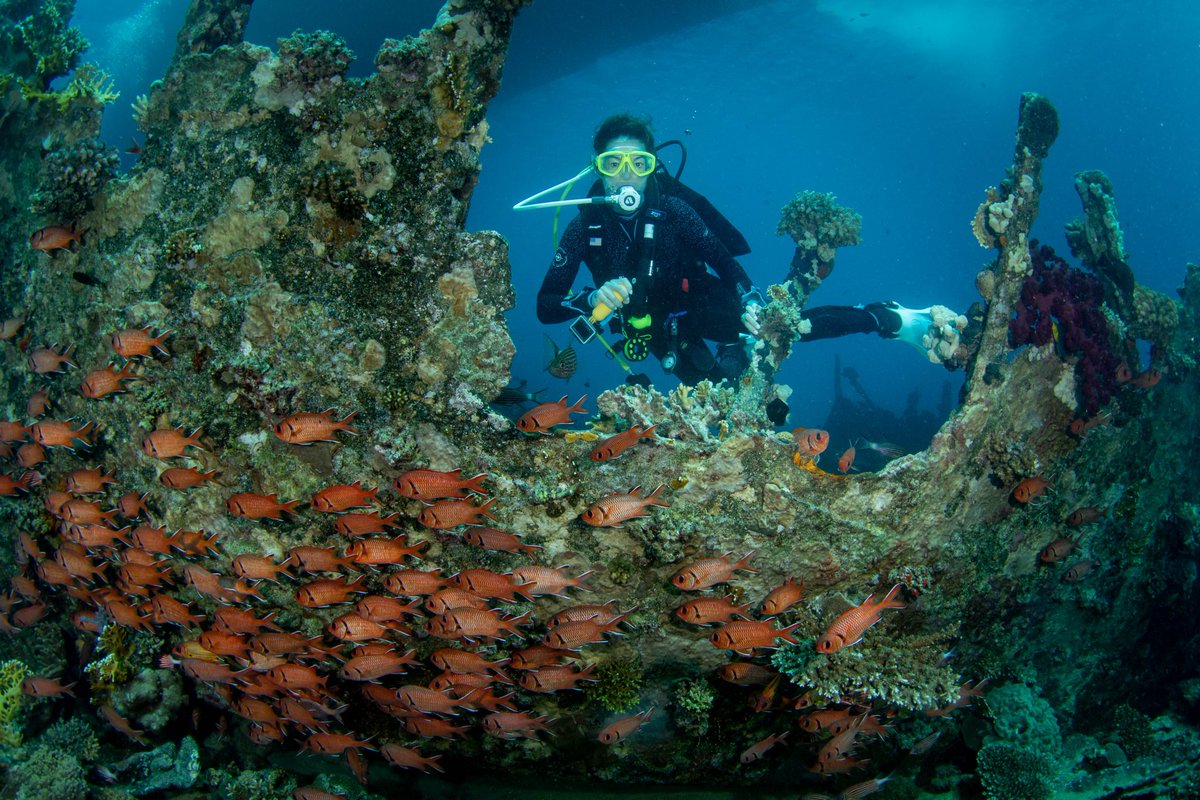 ScubaverseMedia's tweet photo. Scuba Scene... the luxury Red Sea liveaboard that sets the standard:
https://t.co/91dZTxX1im
#ScubaScene #RedSea #Egypt #liveaboard #trip #travel #holiday #vacation #ElkeBojanowski #AhmedFadel @OysterDiving https://t.co/xqyRE3FoAB